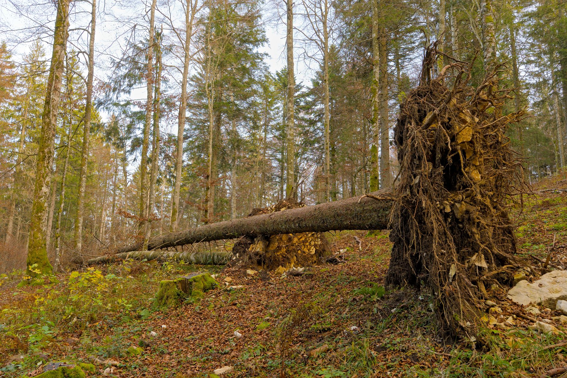 Enlèvement arbre urgence équipe à Ajaccio